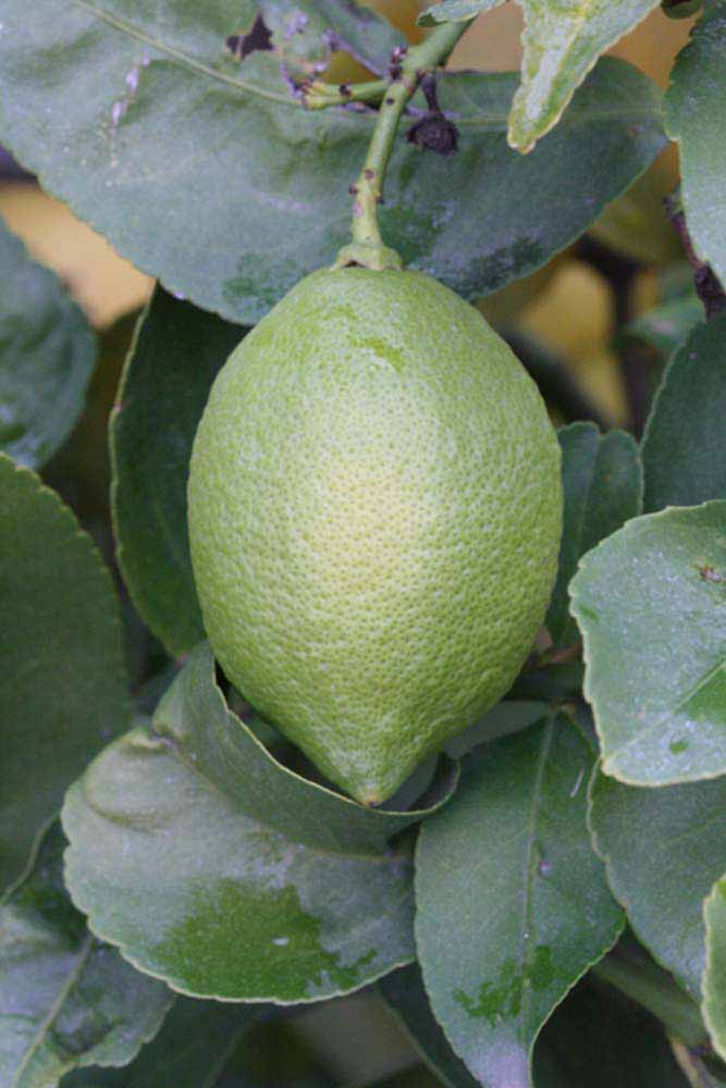            Immature fruit (Riverside, CA)   